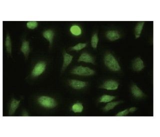 NPEPL1 Antibody (B-12) - Immunofluorescence - Image 35595 