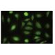 NPEPL1 Antibody (B-12) - Immunofluorescence - Image 35595 