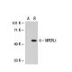 NPEPL1 Antibody (B-12) - Western Blotting - Image 21246