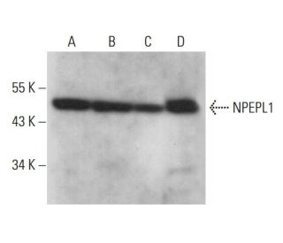 NPEPL1 Antibody (E-10) - Western Blotting - Image 379669 
