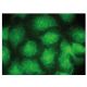 Npl4 Antibody (D-1) - Immunofluorescence - Image 149274 