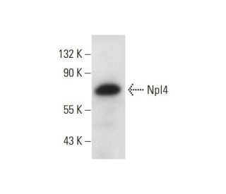Npl4 Antibody (D-1) - Western Blotting - Image 144948 