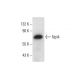 Npl4 Antibody (D-1) - Western Blotting - Image 144948 