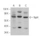 Npl4 Antibody (D-1) - Western Blotting - Image 364674