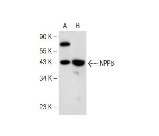 NPP6 Antibody (F-8) - Western Blotting - Image 146888