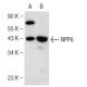 NPP6 Antibody (F-8) - Western Blotting - Image 146888
