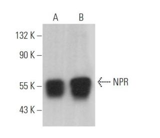 NPR Antibody (B-2) - Western Blotting - Image 368759 