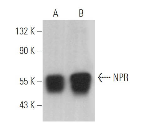 Anti-NPR Antibody (B-2) | SCBT - Santa Cruz Biotechnology