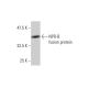 NPR-B Antibody (1E4) - Western Blotting - Image 348556
