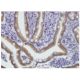 immunohistochemistry image from recommended NPR-B (1E4) monoclonal antibody replacement. Image 351745