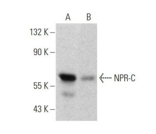 NPR C Antibody E 5 SCBT Santa Cruz Biotechnology