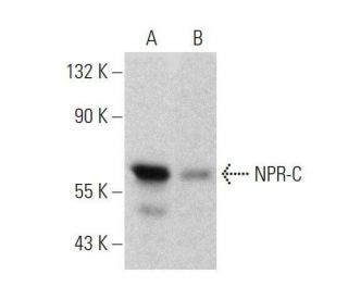 western blotting image from recommended NPR-C (E-5) monoclonal antibody replacement. Image 358652