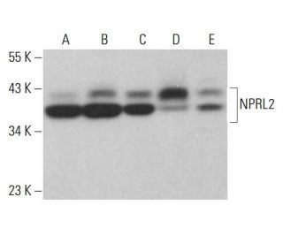 NPRL2 Antibody (F-3) - Western Blotting - Image 376278 