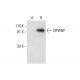 NPWBP Antibody (F-1) - Western Blotting - Image 297606