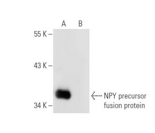 western blotting image from recommended NPY (F-6) monoclonal antibody replacement. Image 43929