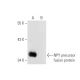 western blotting image from recommended NPY (F-6) monoclonal antibody replacement. Image 43929