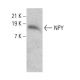 NPY Antibody (F-6) - Western Blotting - Image 384705