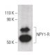 NPY1-R Antibody (E-4) - Western Blotting - Image 400397