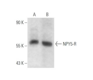 NPY5-R Antibody (H-4) - Western Blotting - Image 58747 