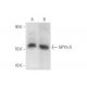 NPY5-R Antibody (H-4) - Western Blotting - Image 58747 