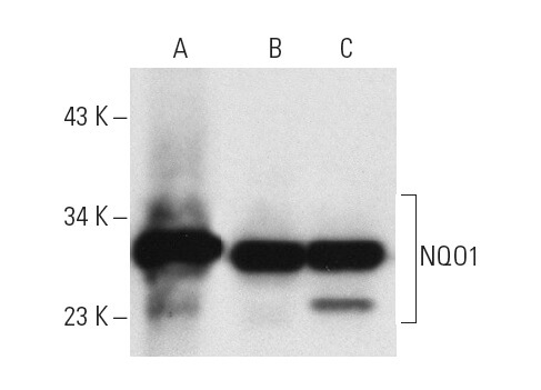 nqo1-antibody-a180-western-