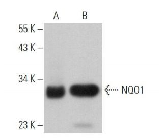 NQO1 Antibody (A180) | SCBT - Santa Cruz Biotechnology