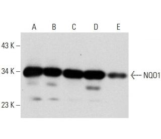 NQO1 Antibody (F-8) - Western Blotting - Image 297953 