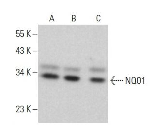 NQO1 Antibody (H-9) - Western Blotting - Image 376098 