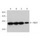 western blotting image from recommended NQO1 (A180) monoclonal antibody replacement. Image 376095