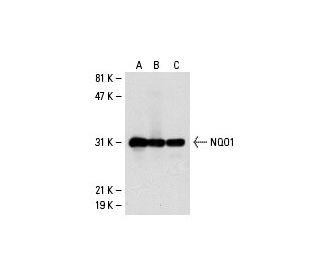 NQO1 Antibody (A180) - Western Blotting - Image 20673 
