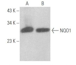 NQO1 Antibody (F-8) - Western Blotting - Image 354562
