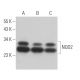 western blotting image from recommended NQO2 (A-5) monoclonal antibody replacement. Image 363080