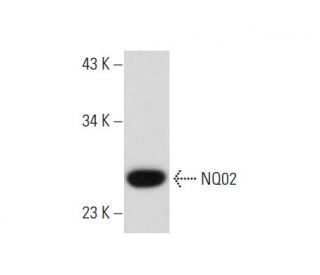 NQO2 Antibody (A-5) - Western Blotting - Image 135426