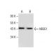 NR2E1 Antibody (B-10) - Western Blotting - Image 282570
