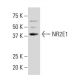 NR2E1 Antibody (EE-9) - Western Blotting - Image 34275