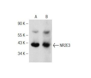 NR2E3 Antibody (B-4) - Western Blotting - Image 151031 