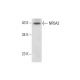NR5A2 Antibody (B-8) - Western Blotting - Image 303843