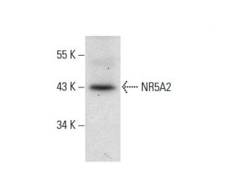 NR5A2 Antibody (E-9) - Western Blotting - Image 303842