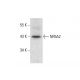 NR5A2 Antibody (E-9) - Western Blotting - Image 303842