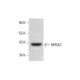 western blotting image from recommended NR5A2 (B-8) monoclonal antibody replacement. Image 294808