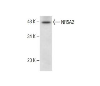 NR5A2 Antibody (B-8) - Western Blotting - Image 303843