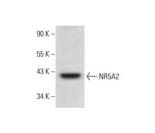 NR5A2 Antibody (B-8) - Western Blotting - Image 294808The Double Nickase Plasmid features a U6 promoter for sgRNA expression, a 20 nt targeting sequence, and a gRNA scaffold to guide Cas9n. It includes a CBh promoter for Cas9n (D10A) and puromycin resistance, GFP for transfection verification, and nuclear localization signals (NLS). The 2A peptide allows co-expression of Cas9n and Puro from a single promoter, enabling precise genome editing with reduced off-target effects.