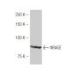 NRAGE Antibody (AK47) - Western Blotting - Image 53934 