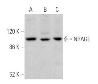 NRAGE Antibody (F-9) - Western Blotting - Image 369866 