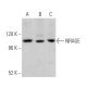 NRAGE Antibody (F-9) - Western Blotting - Image 369866 