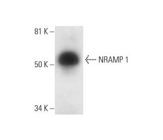 NRAMP 1 Antibody (D-9) - Western Blotting - Image 300477