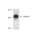 NRAMP 1 Antibody (D-9) - Western Blotting - Image 300477