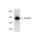 NRAMP 1 Antibody (E-2) - Western Blotting - Image 300605