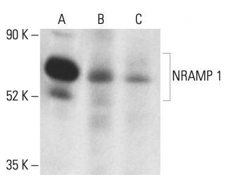 NRAMP 1 Antibody (E-2) - Western Blotting - Image 401914 