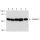 western blotting image from recommended NRAMP 2 (G-5) monoclonal antibody replacement. Image 300478